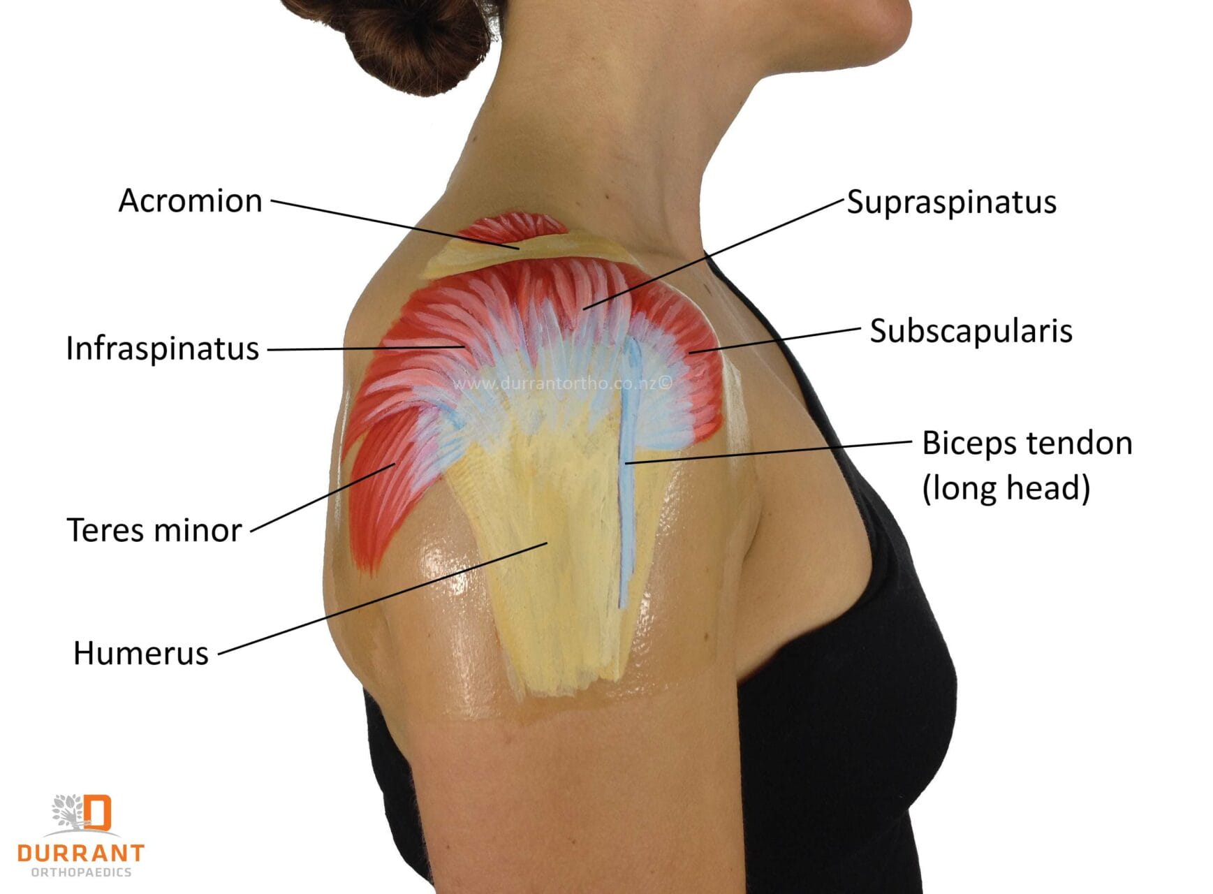 Rotator Cuff Exercises For The Office Miami Sports Chiropractic 